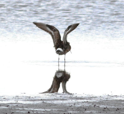 hudsonian_godwit_uk