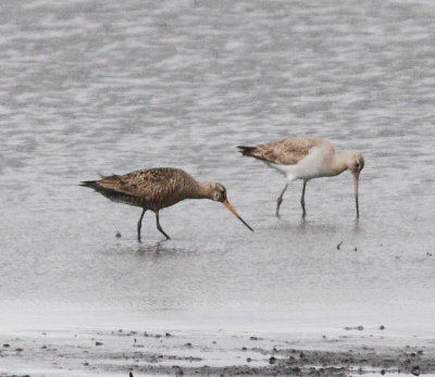 Hudsonian Godwit (Limosa haemastica)