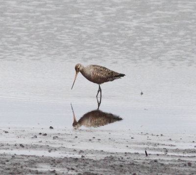 Hudsonian Godwit (Limosa haemastica)
