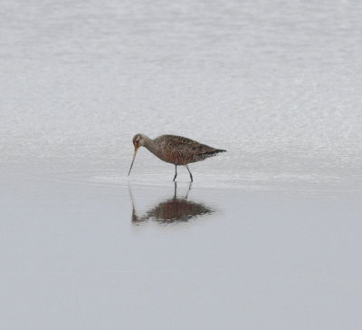 Hudsonian Godwit (Limosa haemastica)