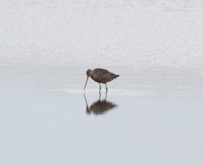 Hudsonian Godwit (Limosa haemastica)