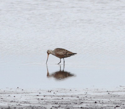 Hudsonian Godwit (Limosa haemastica)