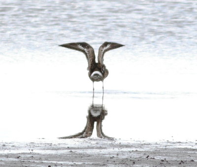 Hudsonian Godwit (Limosa haemastica)