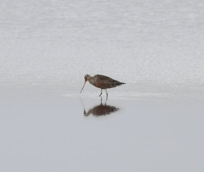 hudsonian_godwit_uk