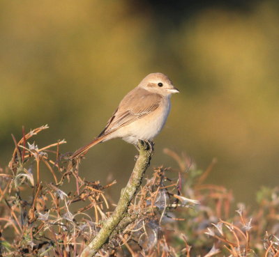 isabelline_shrike