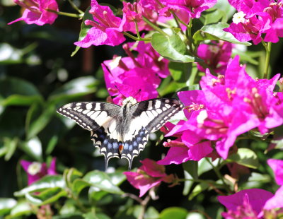 Swallowtail
