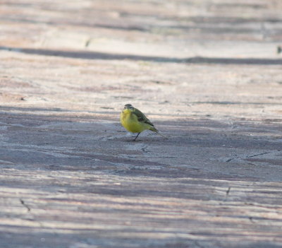 Yellow wagtail