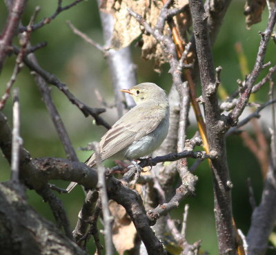 Icterine Warbler