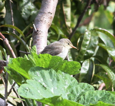 Icterine Warbler