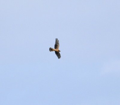 Pallid Harrier