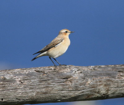 Wheatear 