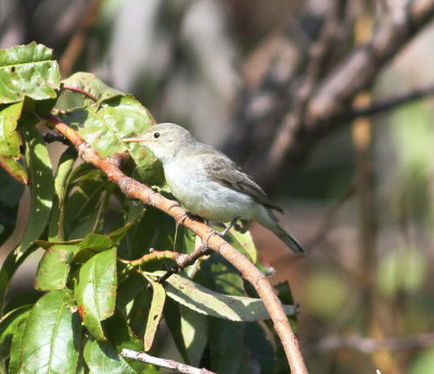Icterine Warbler