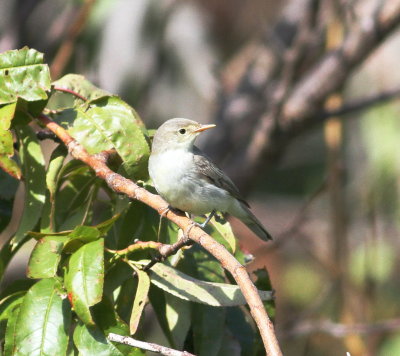 Icterine Warbler