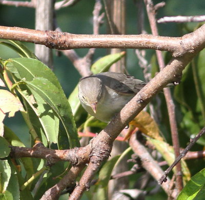 Icterine Warbler