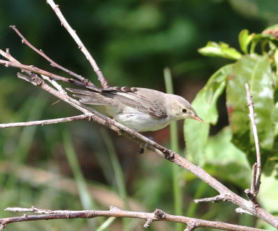 Icterine Warbler
