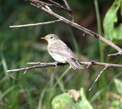 Icterine Warbler