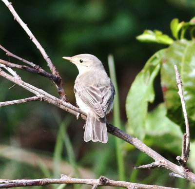 Icterine Warbler