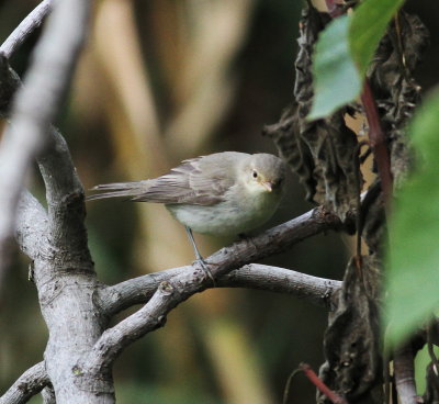 Icterine Warbler