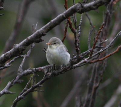 Icterine Warbler