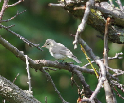 Icterine Warbler