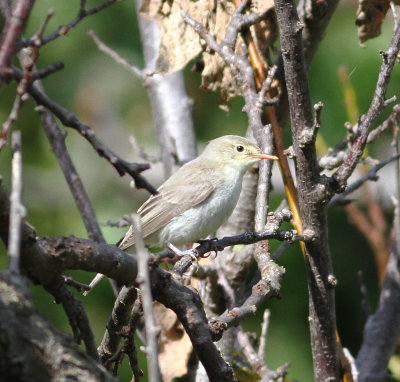 Icterine Warbler