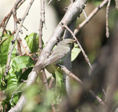 Icterine Warbler