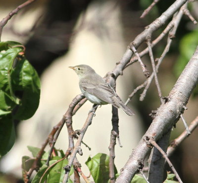 Icterine Warbler