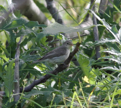 Icterine Warbler