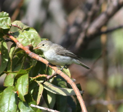 Icterine Warbler