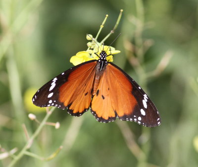 African Monarch 