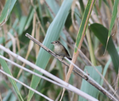 Red-breasted Flycatcher