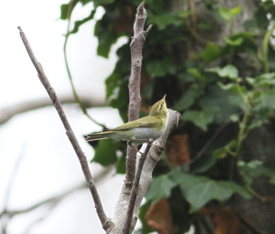 Wood Warbler