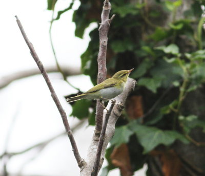 Wood Warbler 