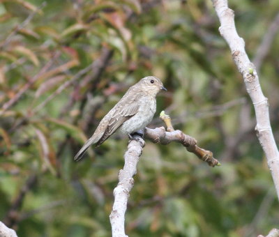 Spotted Flycatcher