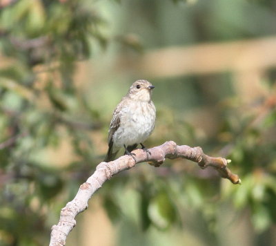 Spotted Flycatcher