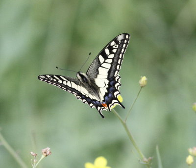 Swallowtail