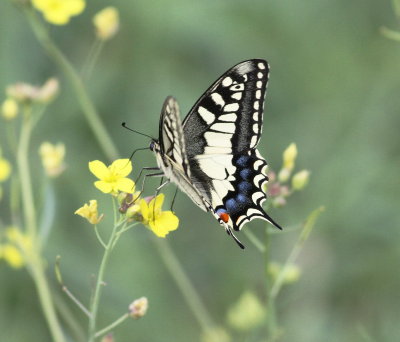 Swallowtail