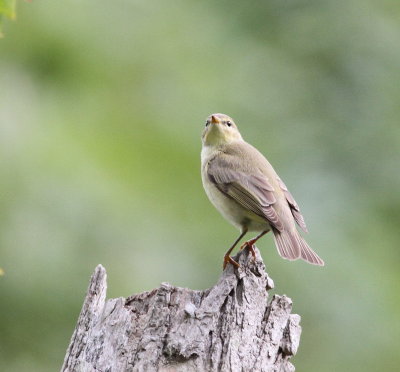 Willow Warbler 