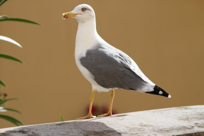 Yellow-legged Gull