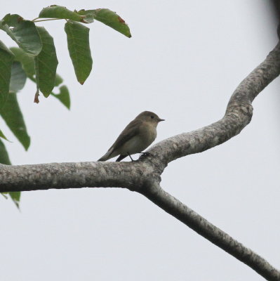 Red-breasted Flycatcher