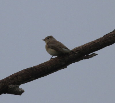 Red-breasted Flycatcher