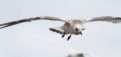 mediterranean_gull_uk