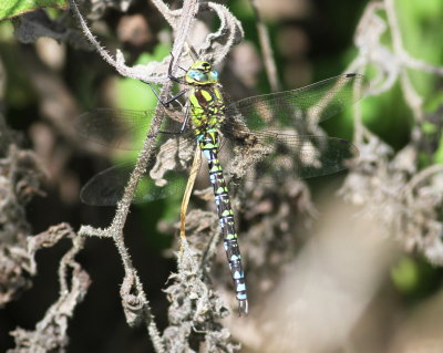 Blue Hawker (Aeshna cyanea)