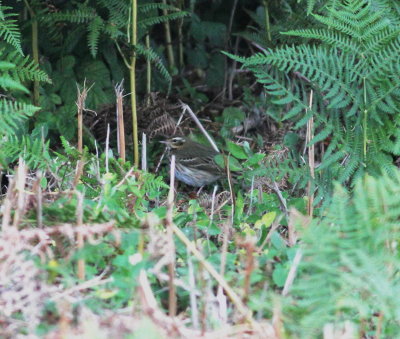 Olive-backed Pipit (Anthus hodgsoni)