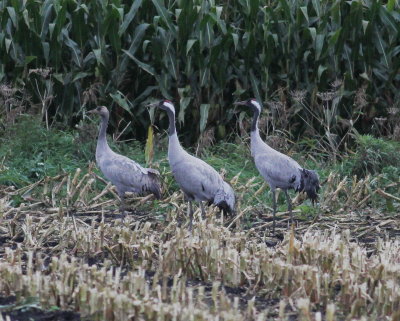 Crane (Grus grus)