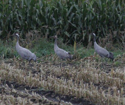 Crane (Grus grus)