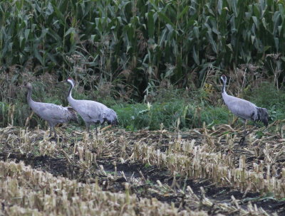 Crane (Grus grus)
