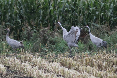 Crane (Grus grus)