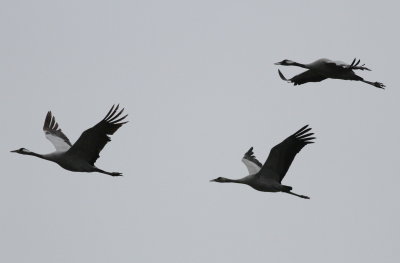 Crane (Grus grus)
