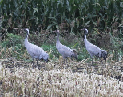 Crane (Grus grus)